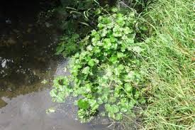 Image result for Hydrocotyle ranunculoides