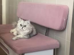 Adana Kedi Ilanlari