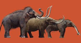 How Mammoths Competed With Other Animals And Lost Animals Mammoth Rare Animals