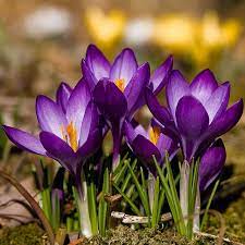 Pin On Garden Dreams