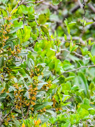 Image result for Mimusops obovata