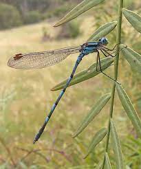 People with this insect as their spirit animal utilize light to create illusions and to transform consciousness. The Meaning Of A Dragonfly What Does A Dragonfly Symbolize