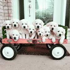 Find puppies in your area and helpful tips and info. Royal White English Labrador Retrievers Home Facebook