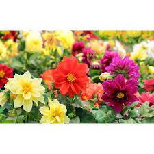 Dwarf Dahlia Pre Seeded Flower Mat Walmart Com Flower Seeds Flowers Pretty Flowers