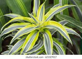 Image result for Dracaenaceae