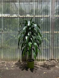 Image result for dracaena