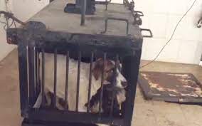 Maybe you would like to learn more about one of these? Chiens Et Chats Errants Une Extermination De Masse En Algerie One Voice