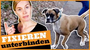 Gehen an lockerer leine, menschen nicht anspringen, hundebegegnungen gelassen meistern, aufmerksamkeit einfordern. Hundebegegnungen Ohne Stress I Leinenaggressionen Vorbeugen I Fixieren Rechtzeitig Unterbinden Youtube