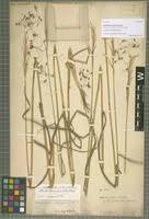 Image result for Cleistachne sorghoides