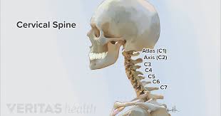 The part on the back of your skull, above the neck is called as occiput. Cervical Spine Anatomy