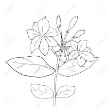 Simple Jasmine Drawing Learn how to draw animals, cartoon, cars, flowers. drawer pro blogger