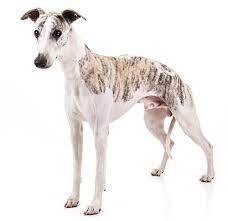10 Fun Facts About The Whippet American Kennel Club