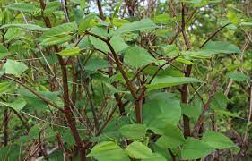Now japanese knotweed is number one on the list of most problematic plants in the country. Invasive In The Spotlight Japanese Knotweed Unh Extension
