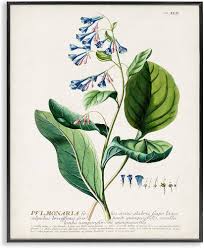 Stupell Industries Botanical Plant Illustration Blue Flowers Vintage Black  Framed Wall Art, 16 x 20, Design By Artist Unknown : Amazon.co.uk: Home &  Kitchen