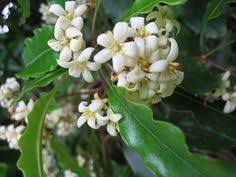 I observed once someone had a crape myrtle tree that was infested with aphids, and the honeydew had dripped down onto plants growing below it and so they got sooty mold even though the aphids weren't on those plants. 30 Plants Ideas Plants Loquat Tree Privacy Landscaping