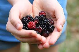 Blackcurrant Vs Blackberry What S The Difference Ask Difference