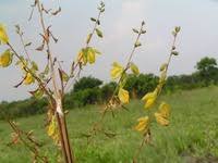 Image result for Aeschynomene nyassana