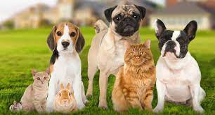 7207 265th st nw, ste 104. Petpro Quality Pet Products From Our Family To Yours