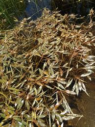 Image result for Potamogeton schweinfurthii