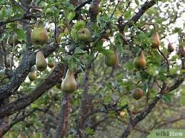 We will be back in early. How To Buy Fruit Trees 13 Steps With Pictures Wikihow