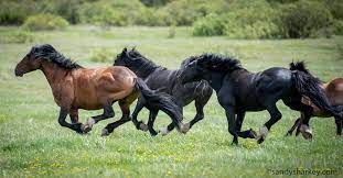 Canada Wild A Look At Canada S Beautiful Wild Horses