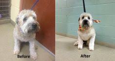 Healthy paws veterinary care center. 24 Grooming Ideas Grooming Pets Pet Grooming