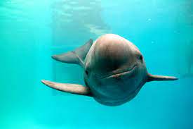 Most of the population has been found around the korean peninsula in the yellow and east china seas, although a freshwater population is found around jiuduansha near shanghai at the mouth of china's yangtze river. Milestone In Race To Save Yangtze Finless Porpoise Wwf