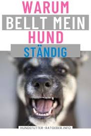 Hund bellt ständig, was kann man tun? 900 Hundeerziehung Ideen In 2021 Hundeerziehung Hunde Hundchen Training