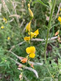 Image result for Crotalaria barnabassii