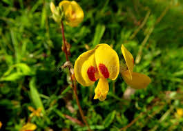 Image result for Smithia