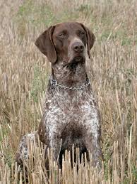 Image result for německý ohař krátkosrstý