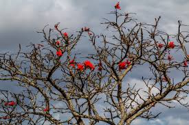 Image result for Vepris gerrardii