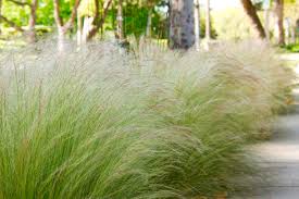 Image result for Stipa