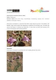 Image result for Dicerocaryum eriocarpum