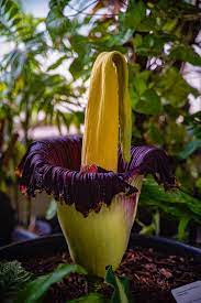 The Corpse Flower Amorphophallus Titanum In The Christchurch Botanic Gardens Bloomed Last Night Amorphophallus Titanum Corpse Flower Gardening For Beginners