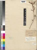 Image result for Melhania acuminata