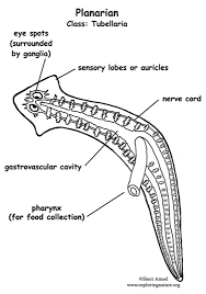 Sketch Labell And Classify Hydra Jellyfish Planaria