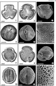 Image result for Paropsia brazzeana