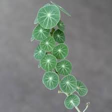 Image result for Astrantia majon `Abbey Road`