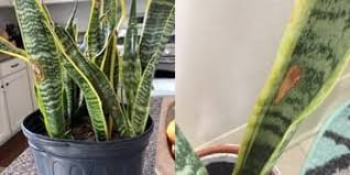 Indoor cactus requires ample light to grow well, which means light from an unobstructed southern or eastern window. What Causes Brown Spots On Snake Plant And How To Fix It Garden For Indoor