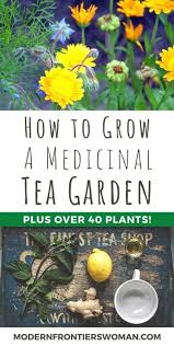 How To Grow A Medicinal Tea Garden Plus Over 40 Plants In 2020 Medicinal Herbs Garden Medicinal Tea Herbal Tea Garden