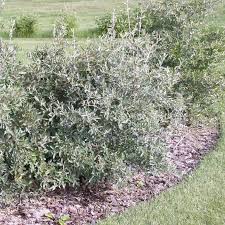 Image result for Xerophyta argentea