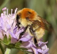 Image result for Bombus muscorum