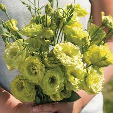 Image result for eustoma lisianthus in garden