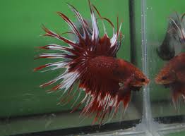 You can use a small fully submersible one. Cold Water Temperature For Betta Fish Is It Safe Pet Solution Friend