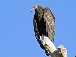 Come see our buzzards and vultures at the. Creepy Creature Turkey Vulture Cathartes Aura
