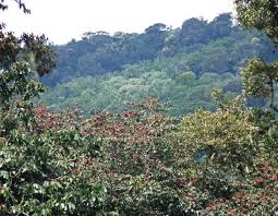 Image result for Millettia psilopetala