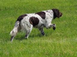 Image result for německý ohař dlouhosrstý