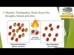 Genetic Drift Bottle Neck Effect And Founder Effect Csir Net Previ Genetic Drift Genetics This Or That Questions