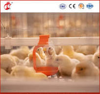 Mejor proveedor de jaulas para pollos en China, jaula de pollo estrecha  tipo A, jaulas automáticas para pollos de engorde, material de construcción  aplicable personalizado, jaula de madera para pollos